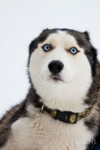 Create meme: dog, photo shoot with huskies, husky