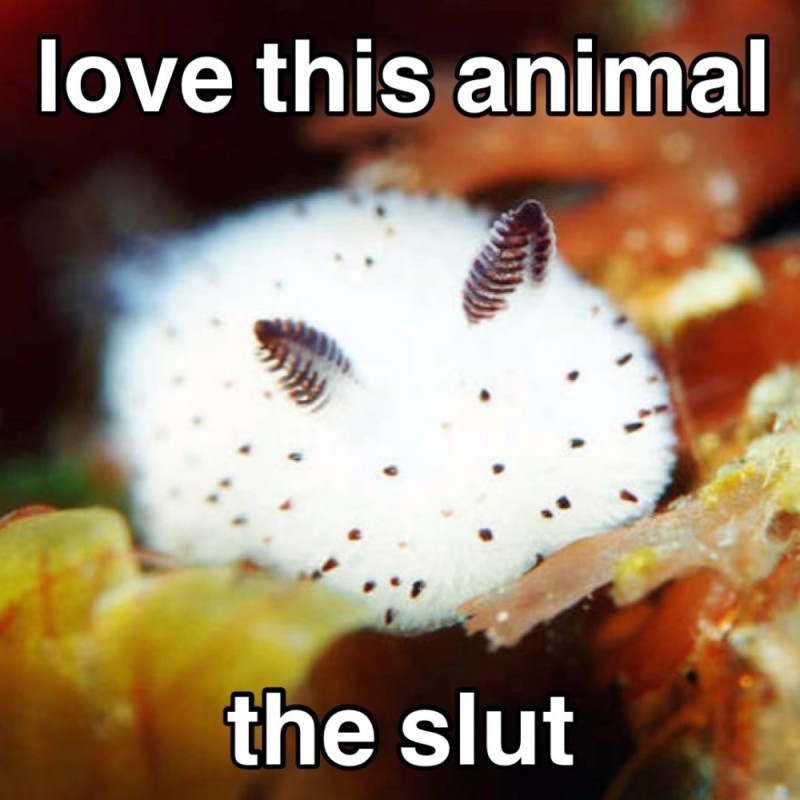 Create meme: sea rabbit, sea slug rabbit, sea slug