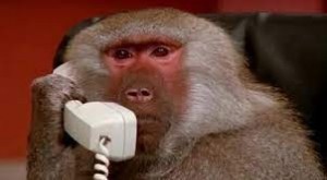 Создать мем: обезьяна звонит, анимация, you could be