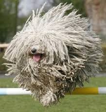Create meme: Komondor Hungarian Sheepdog, Hungarian shepherd Puli, A dog that looks like a mop is a breed