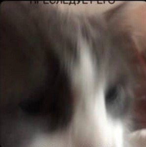 Create meme: my kitty, cat, blurred image