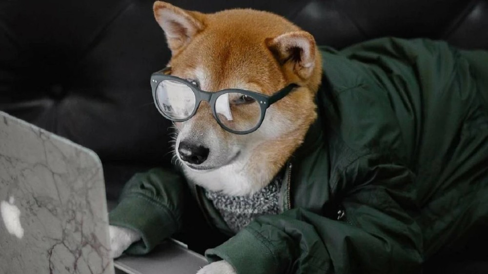 Create meme: The dog with glasses, A dog with glasses, the dog at the computer