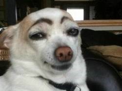Create meme: a dog with painted eyebrows, funny dog with eyebrows, the dog eyebrows