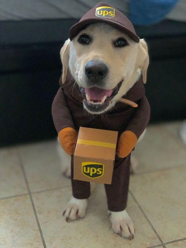 Create meme: dog costume, dog , The delivery dog