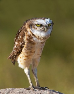 Create meme: pictures owls funny, baykuş, owl