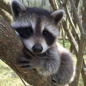 Create meme: pictures of rotikov, raccoon, enotik
