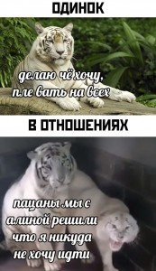 Создать мем: бенгальский тигр, кошка, тигр