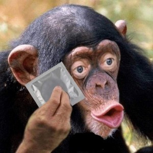 Create meme: macaque monkey, monkey, monkey chimp