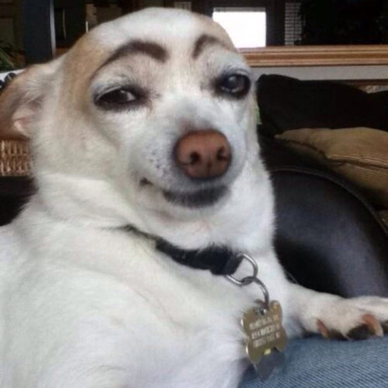 Create meme: chihuahua with eyebrows meme, a dog with black eyebrows, a dog with painted eyebrows