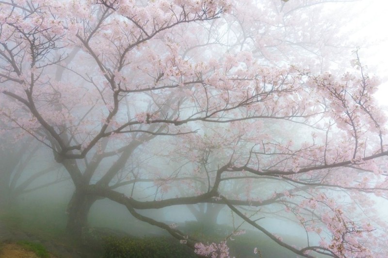 Создать мем: дерево сакуры, сакура фон, цветущая сакура