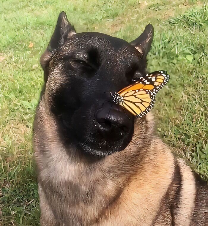 Create meme: a dog with a butterfly, shepherd with a butterfly, malinois shepherd