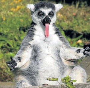 Создать мем: животные, lemur, я збагоин