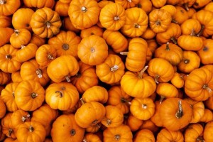 Create meme: pumpkin orange, pumpkin ordinary