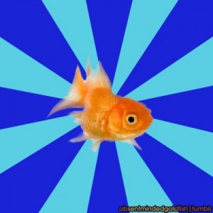 Create meme: fish, goldfish, goldfish