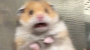 Create meme: hamster meme 2019, a hamster with a cross, meme hamster