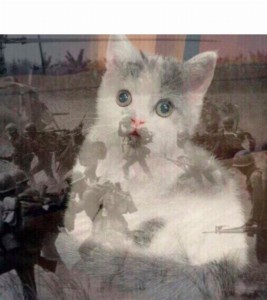 Create meme: picture of white cat, Vietnam flashback cat, cats