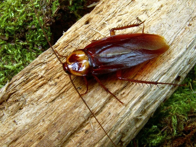 Create meme: cockroach , the American cockroach, the cockroach is big