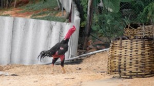 Create meme: the fighting cocks, photos fighting cocks Ghana, Ghana rumble bird