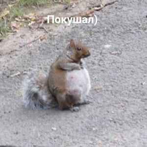 Создать мем: squirrel, funny meme, беременная белка