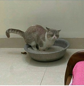 Create meme: the cat and the cat, bowl fountain for cats, cat
