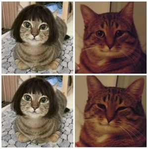 Create meme: memes with cats, cats, different cats