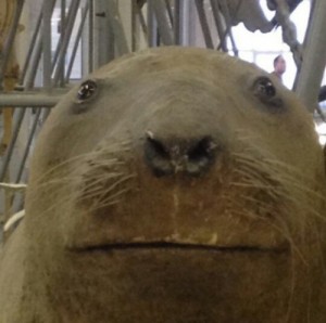 Create meme: face, seal, walrus