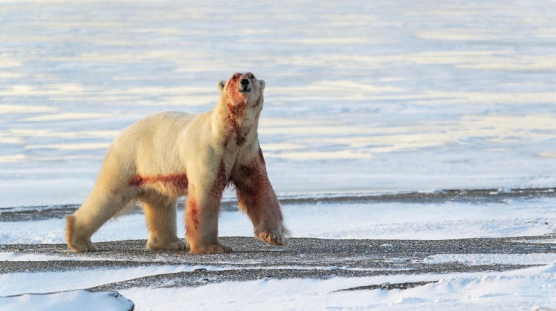 Создать мем: арктика, северный медведь, медведь полярный