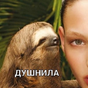 Create meme: sloth whispers, sloth and rest, meme sloth