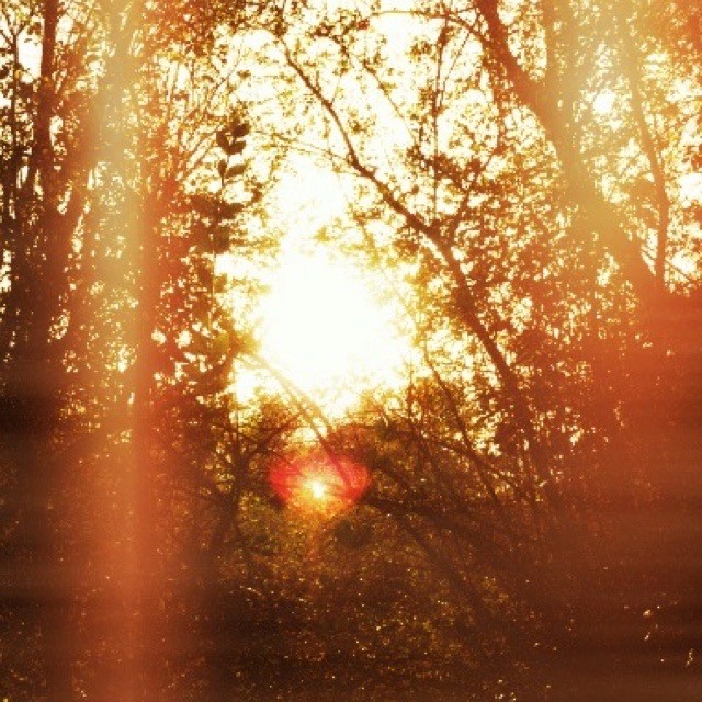 Create meme: bright sunset, the light of the sun, Sunset through the forest