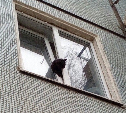 Создать мем: кот задушился в окне, кот в окне, кот застрял в окне