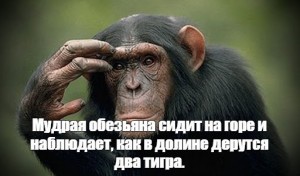 Создать мем: обезьяна для презентации, обезьяна мартышка, обезьянки