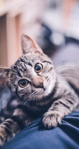Create meme: tabby cat, cute cats, cat