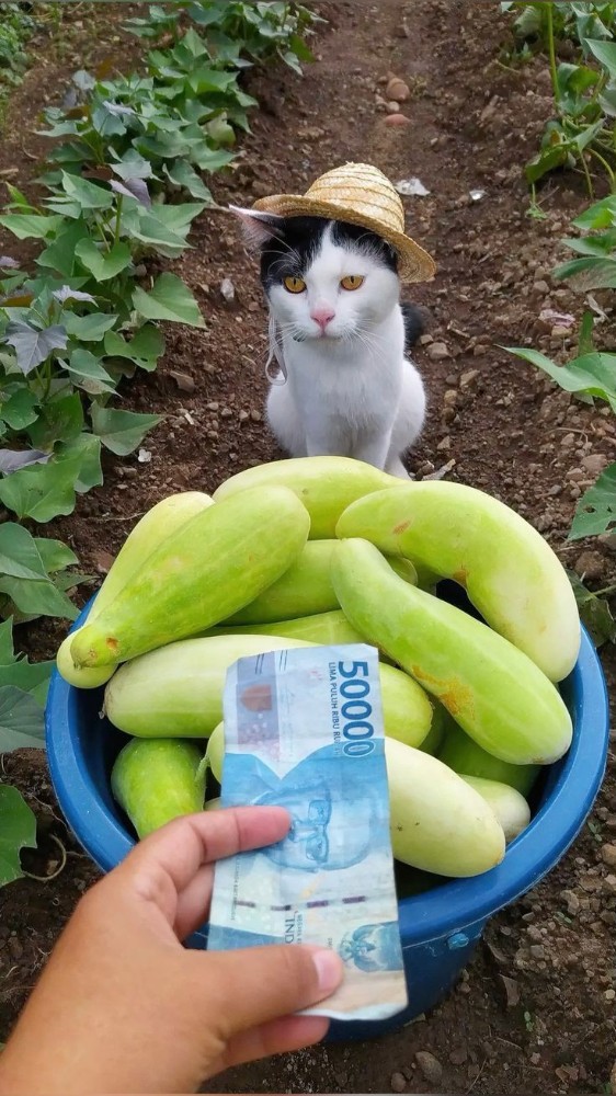 Create meme: the zucchini cat, cucumber cat, cucumber 