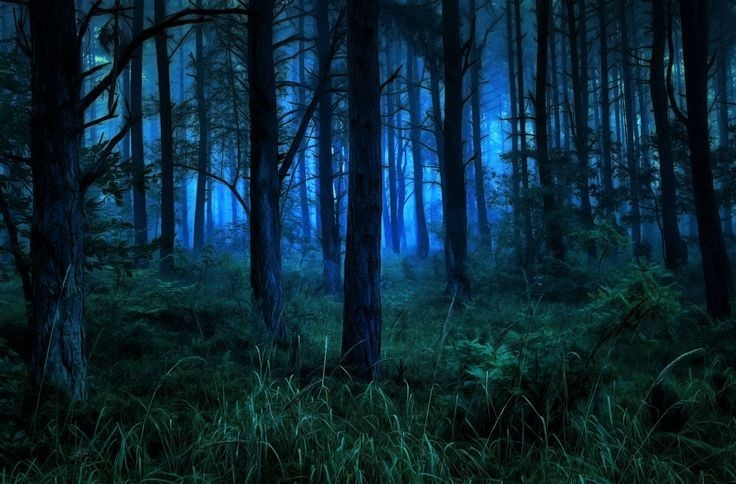 Создать мем: красивый ночной лес, в лесу ночью, лес