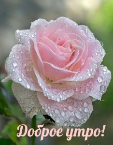 Create meme: pink roses, beautiful roses