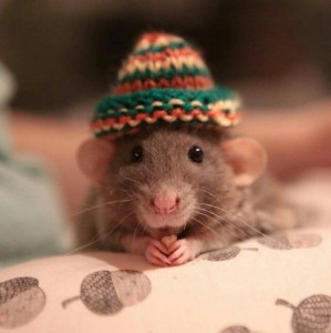 Create meme: mouse sweetheart, girl, cute rat