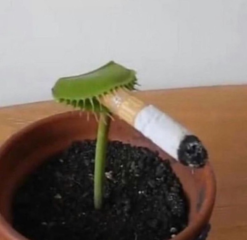 Создать мем: венерина мухоловка курит, курящая венерина мухоловка, мухоловка растение