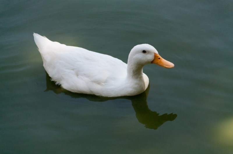 Create meme: The Peking duck is a breed, duck , white duck