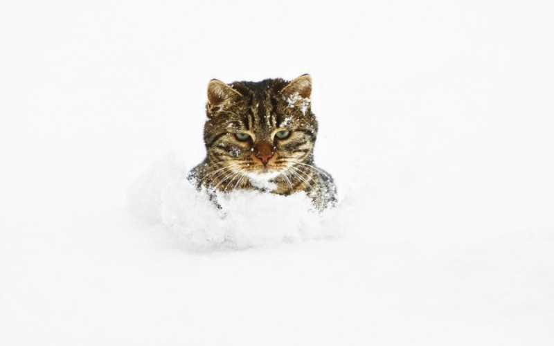 Create meme: a cat in a snowdrift, a cat in the snow, cat in snow meme