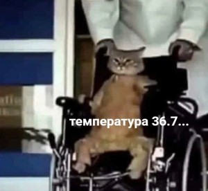 Создать мем: кот форточник, wheelchair cat meme, коты