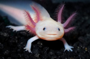 Create meme: Triton axolotl, the axolotl