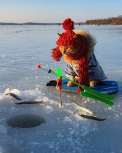 Создать мем: рыбалки зимой на льду, кот на зимней рыбалке, рыбалка на жерлицы