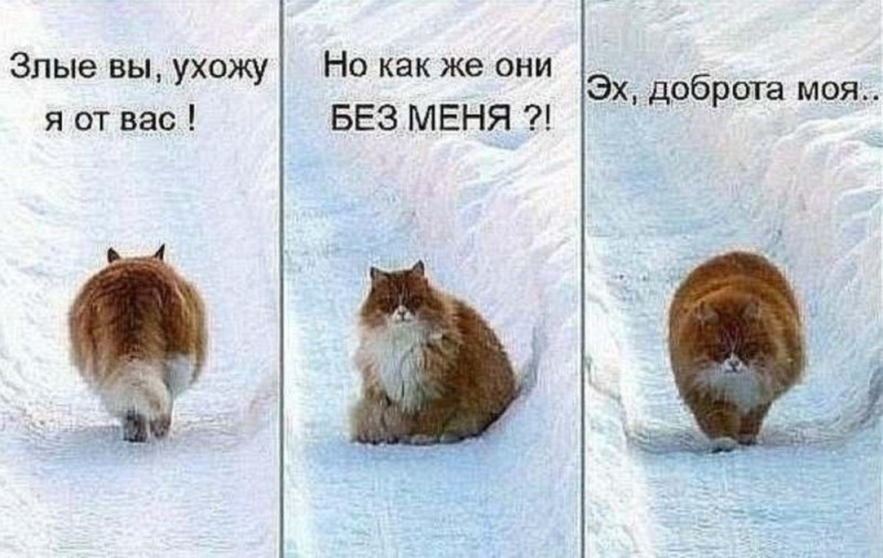 Создать мем: любимые животные, котик, кошка