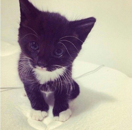 Create meme: the kitten is black, the kitten is black and white, black cat
