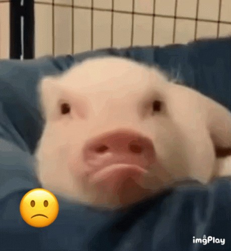 Create meme: Givi the pig laughs, pig chomps, piggy selfie