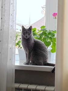 Create meme: the cat on the window, cat , the Russian blue cat