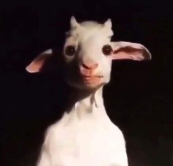 Создать мем: ночная коза максим, creepy goat standing up, creepy goat