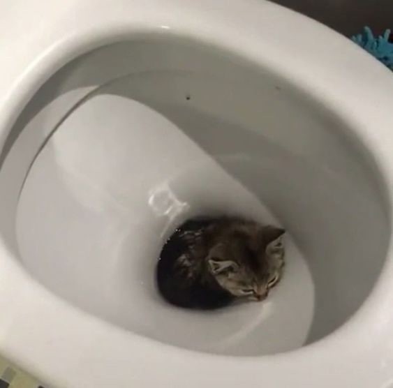 Создать мем: кот лежит в унитазе, кот ходит на унитаз, туалетный котенок