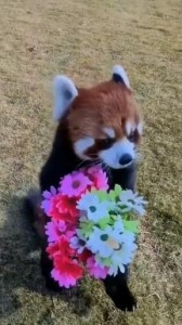 Создать мем: красная панда несет цветы, животное красная панда, панда несет цветы
