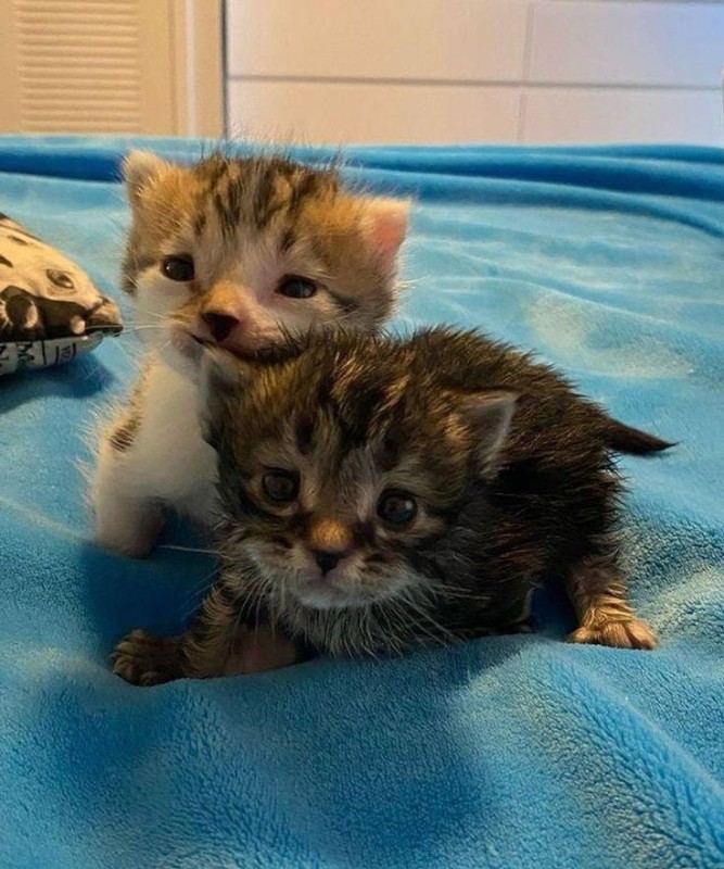 Create meme: Bengal kittens, kitties , animals 